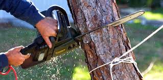 Best Lawn Watering Services  in Wheat Ridge, CO