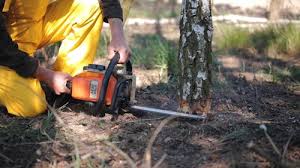 Best Emergency Tree Removal  in Wheat Ridge, CO