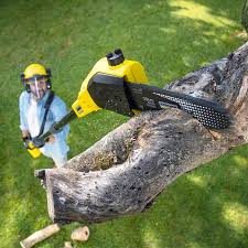 How Our Tree Care Process Works  in  Wheat Ridge, CO