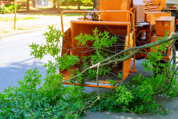 Best Grass Overseeding  in Wheat Ridge, CO