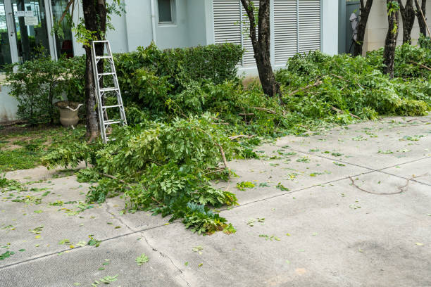 Best Tree Maintenance Programs  in Wheat Ridge, CO