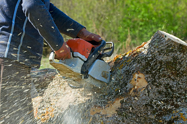 Best Lawn Pest Prevention  in Wheat Ridge, CO
