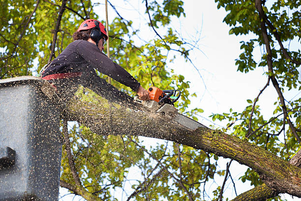 Reliable Wheat Ridge, CO Tree Services Solutions