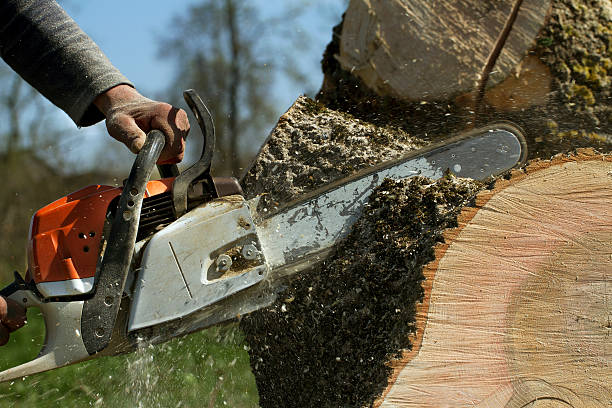 Best Aeration Services  in Wheat Ridge, CO